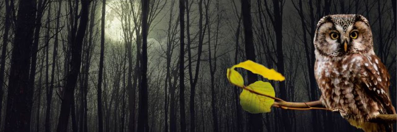 A&J Nachteule – Warenabholung rund um die Uhr » Dunkler Wald und im Vordergrund eine Eule auf einem Ast